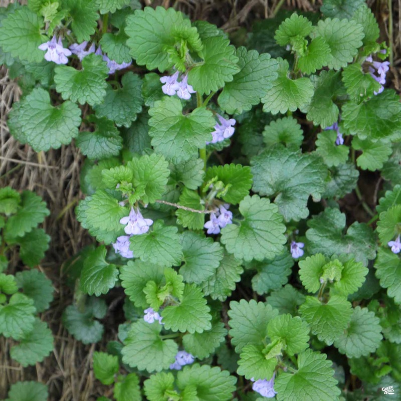 Ground Ivy|4″