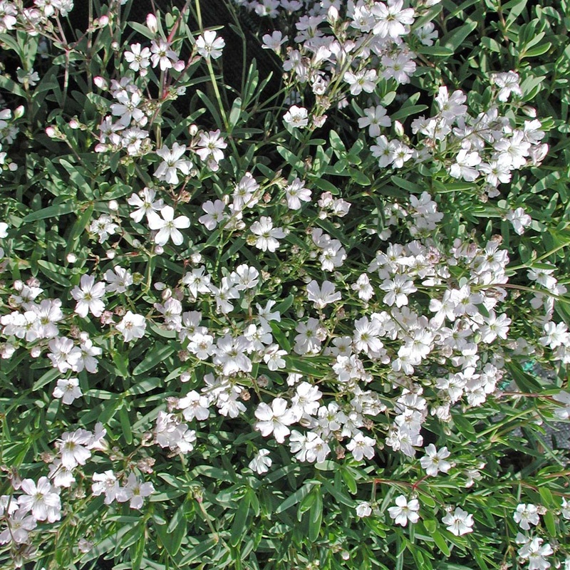 Gypsophila repens ‘Alba’ Creeping Baby’s Breath