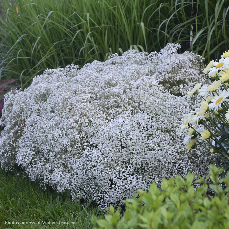 Gypsophila ‘Summer Sparkles’ Baby’s Breath