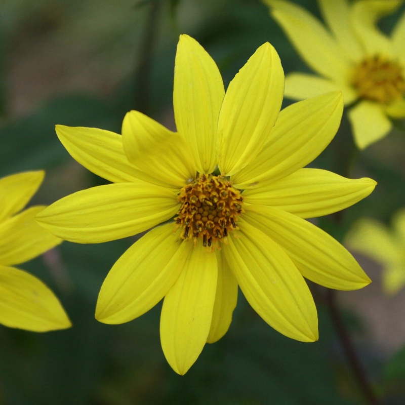 Helianthus microcephalus ‘Lemon Queen’ Sunflower