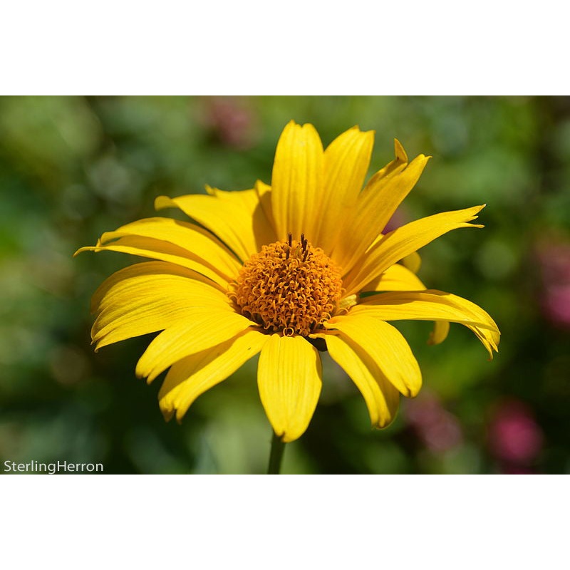 Heliopsis helianthoides False Sunflower