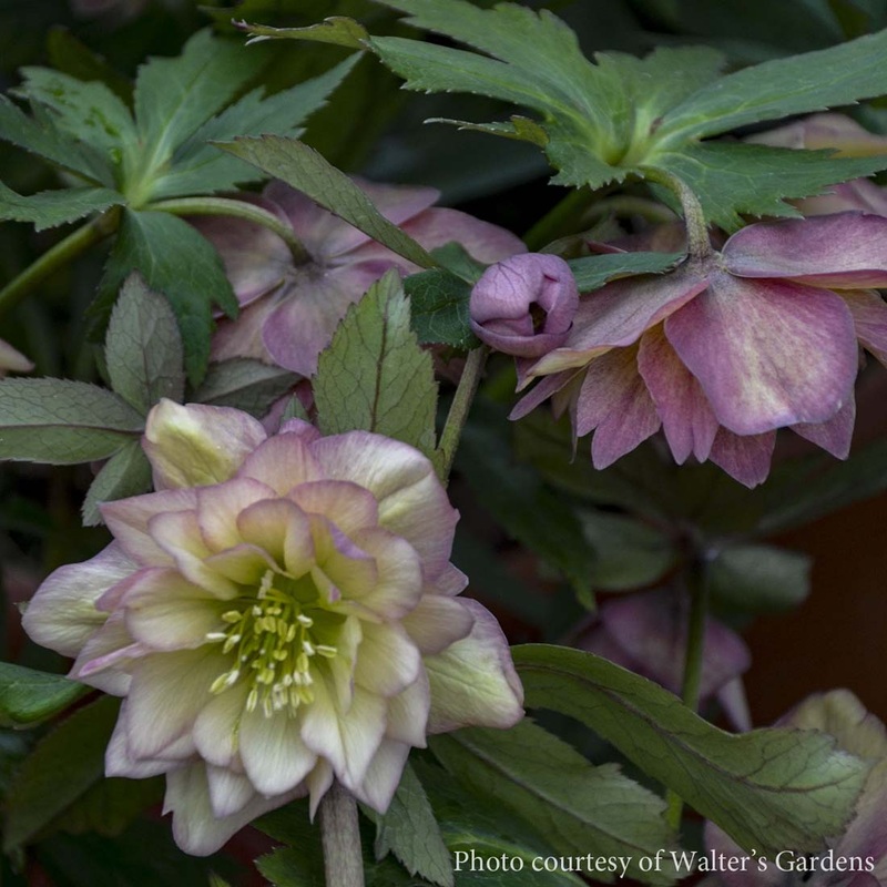Helleborus ‘Mother of Bride’ Lenten Rose