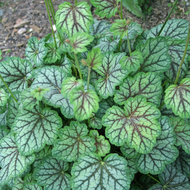 Heuchera americana ‘Green Spice’ Coral Bells