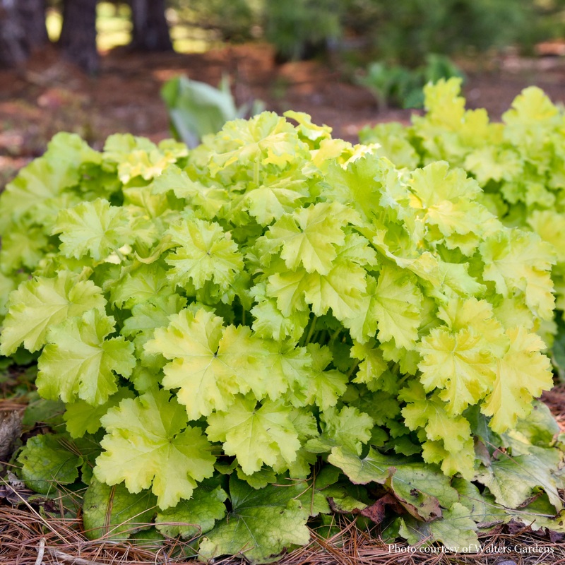 Heuchera ‘Lemon Love’ Coral Bells