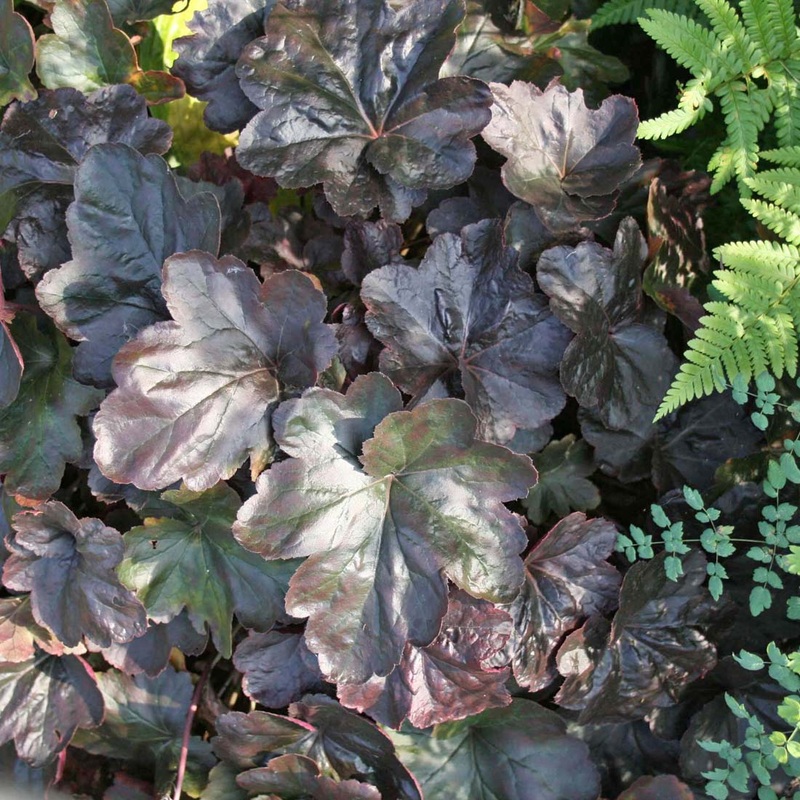 Heuchera ‘Obsidian’ Coral Bells