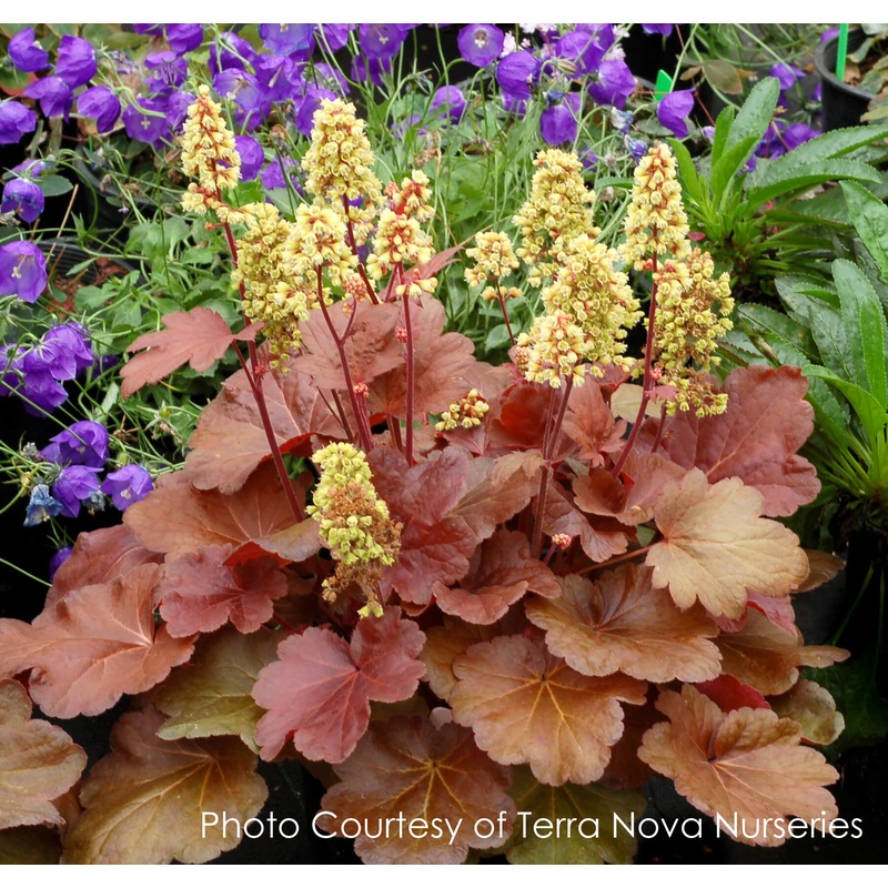 Heuchera x ‘Blondie’ Coral Bells
