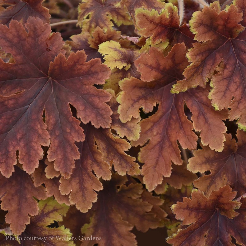 Heucherella ‘Copper King’ Foamy Bells