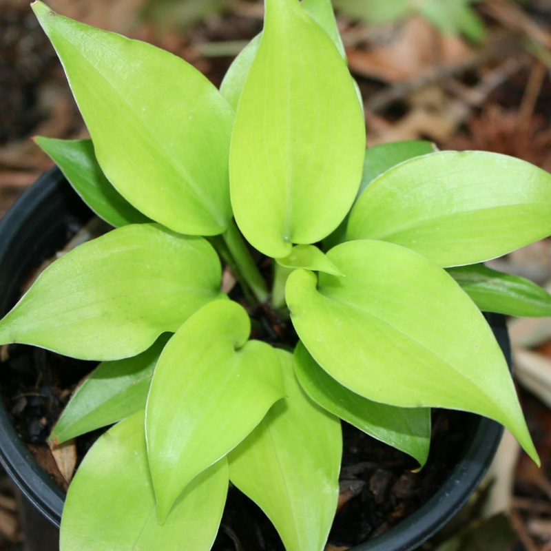 Hosta ‘Appletini’ Plantain Lily
