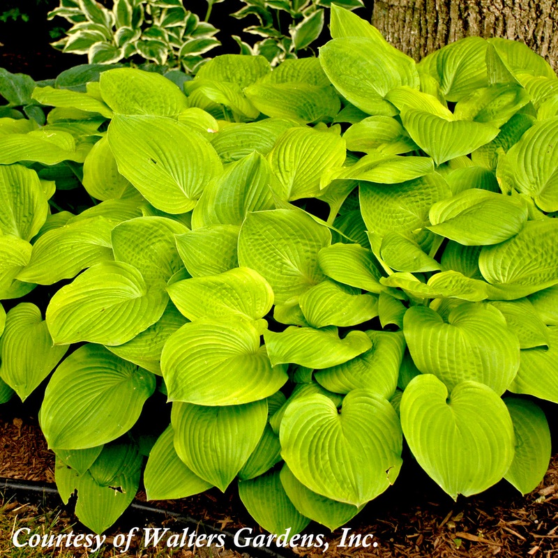 Hosta ‘August Moon’ Plantain Lily