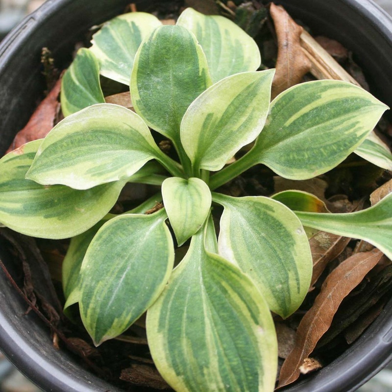 Hosta ‘Hope’ Plantain Lily|1 Quart