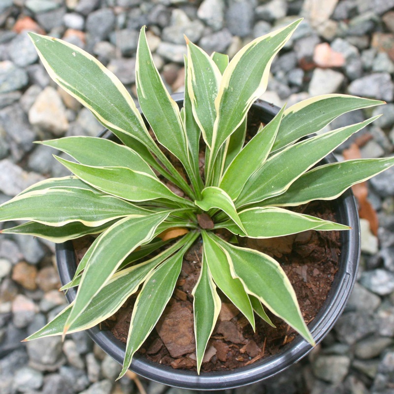 Hosta ‘Little Devil’ Plantain Lily
