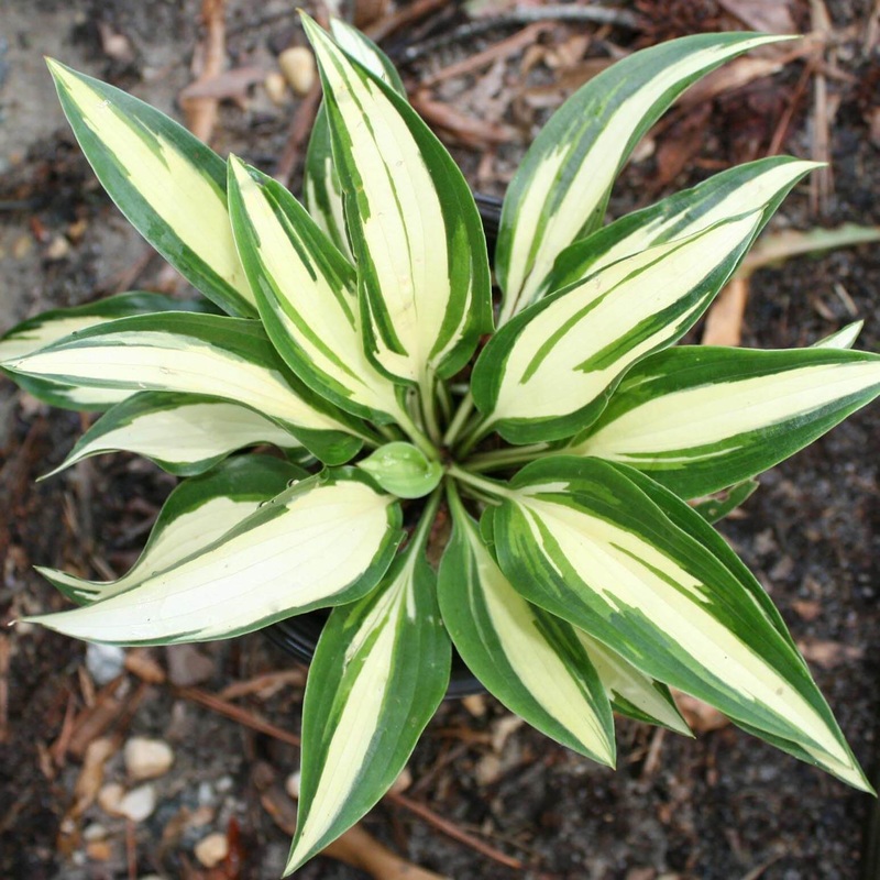 Hosta ‘Moonstruck’ Plantain Lily