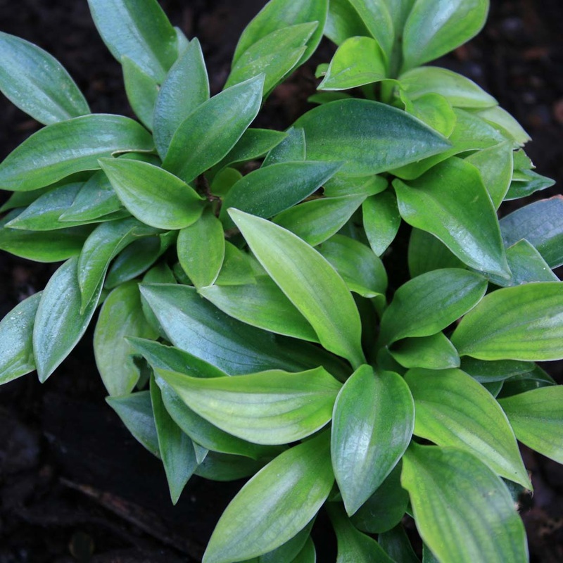 Hosta ‘Plug Nickel’ Plantain Lily