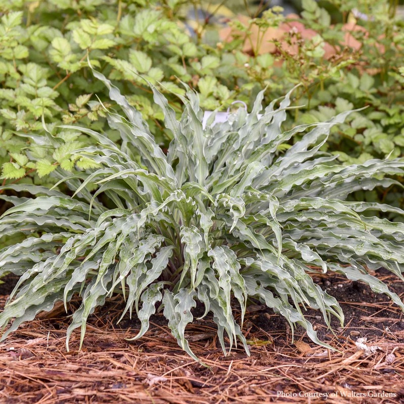 Hosta ‘Silly String’ Plantain Lily