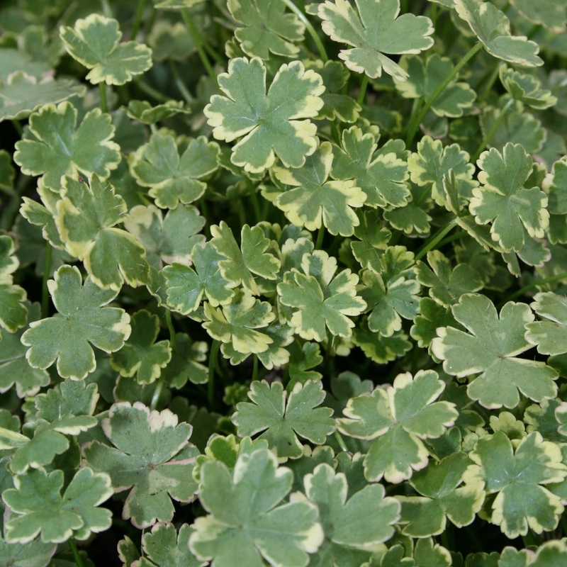 Hydrocotyle sibthorpioides ‘Variegata’ Marsh Pennywort