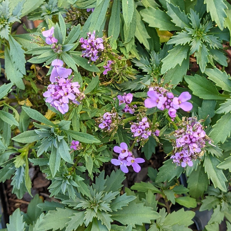 Iberis ‘Mermaid Lavender’ Candytuft