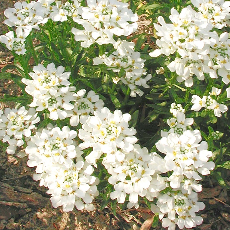 Iberis sempervirens ‘Snowflake’ Candytuft