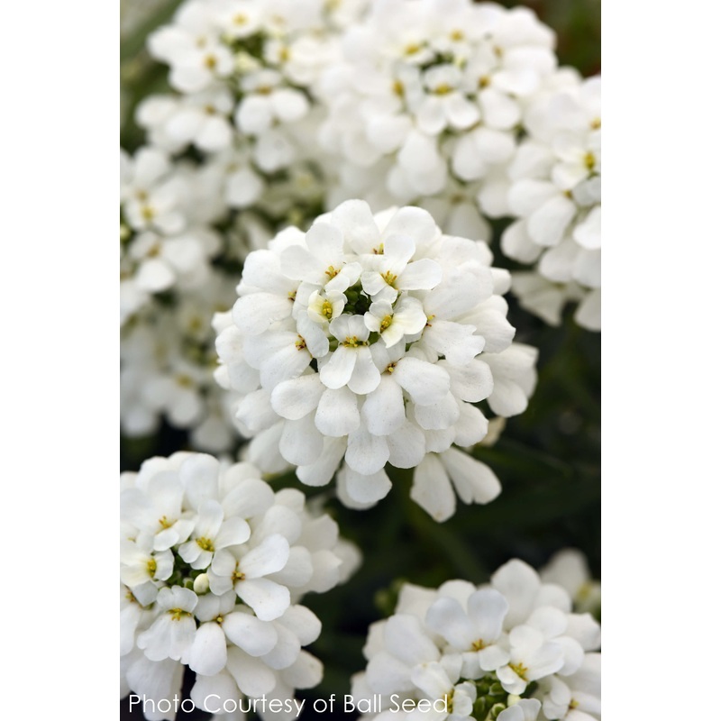 Iberis sempervirens ‘Snowsation’ Candytuft