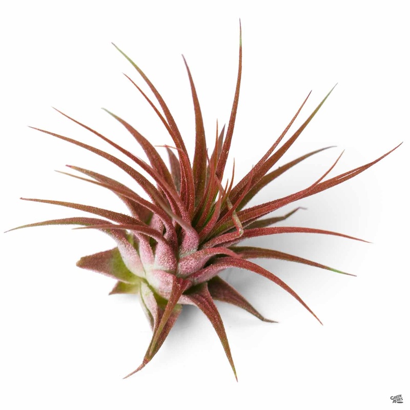 Ionantha|Red