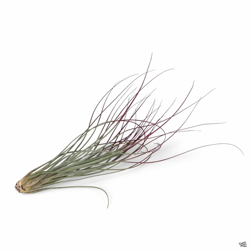 Juncea Red|Medium|Large|Medium [v::tx]