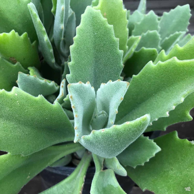 Kalanchoe millotii|4″