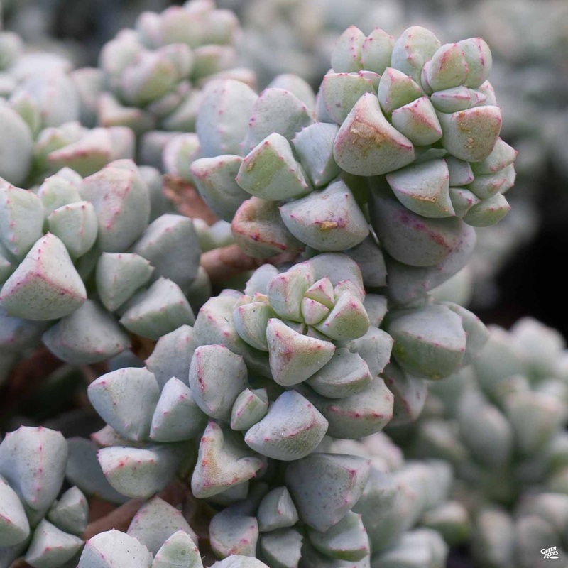 Lampranthus ‘Deltoides’|4″