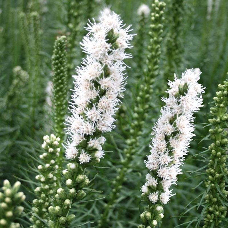 Liatris spicata ‘Floristan White’ Gayfeather