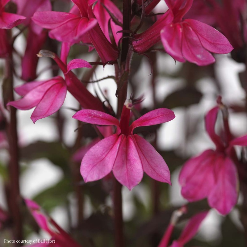 Lobelia ‘Starship Rose’ Cardinal Flower