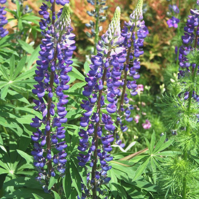 Lupinus perennis ssp. unknown Wild Lupine
