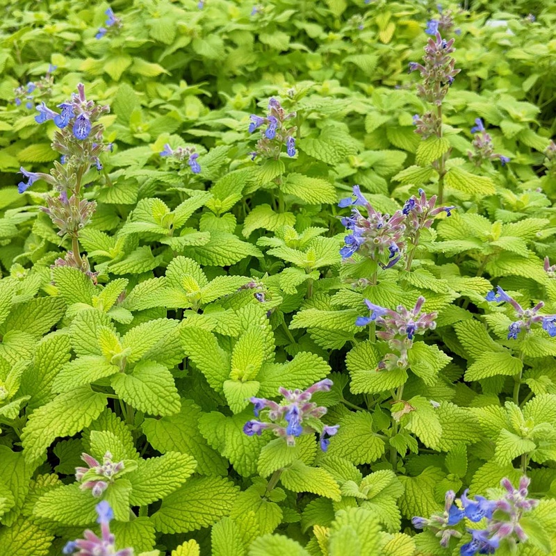 Nepeta ‘Chartreuse on the Loose’ Catmint