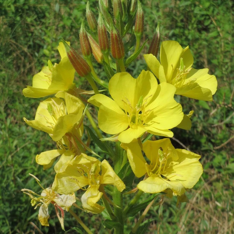 Oenothera biennis|1 Quart