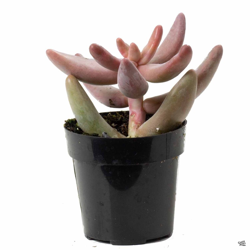 Pachysedum ‘Ganzhou’|2.5″