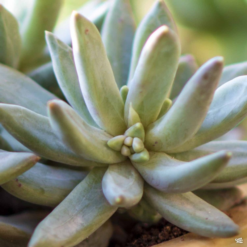 Pachyveria ‘Blue Pearl’|4″