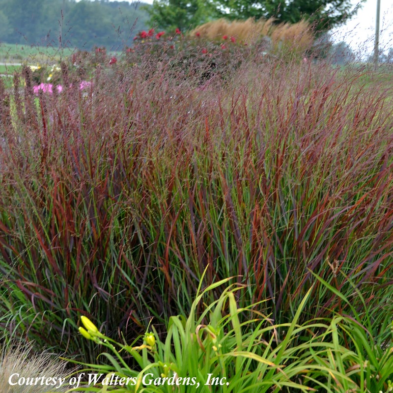 Panicum virgatum ‘Cheyenne Sky’ Switch Grass