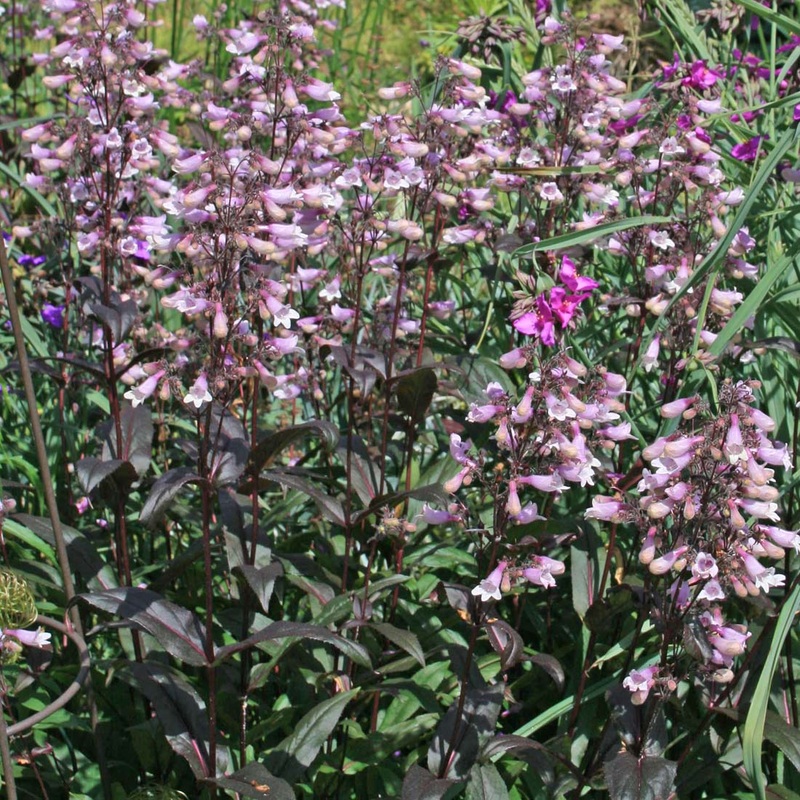 Penstemon ‘Dark Towers’|1 Quart