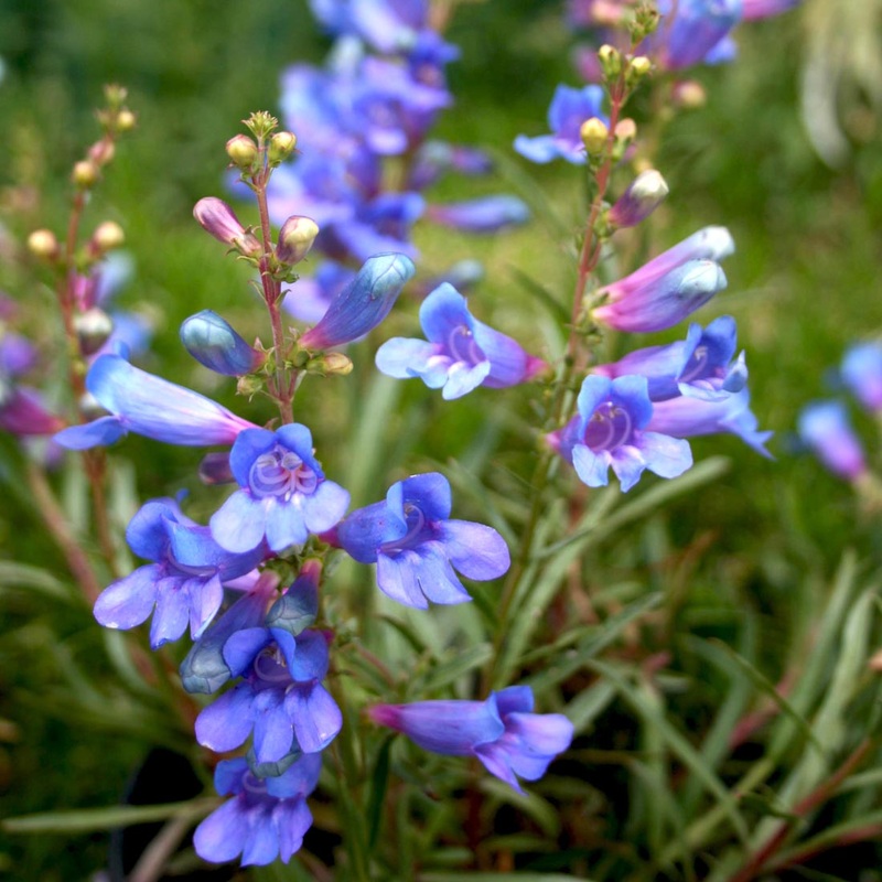Penstemon heterophyllus ‘Electric Blue’