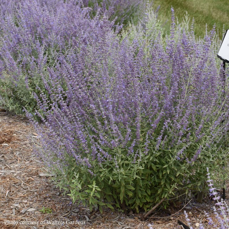 Perovskia ‘Prime Time’ Russian Sage