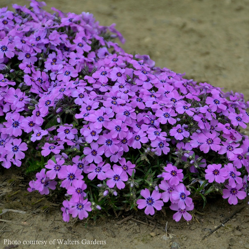 Phlox subulata ‘Eye Shadow’ Creeping Phlox