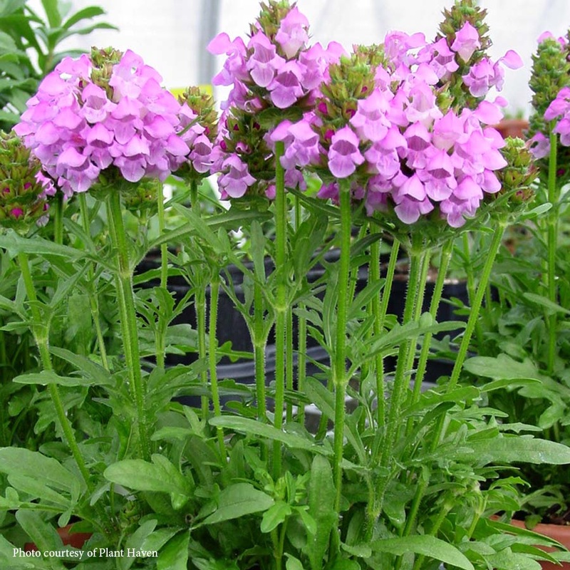 Prunella ‘Summer Daze’ Selfheal