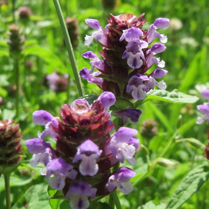 Prunella vulgaris Self-Heal|1 Quart