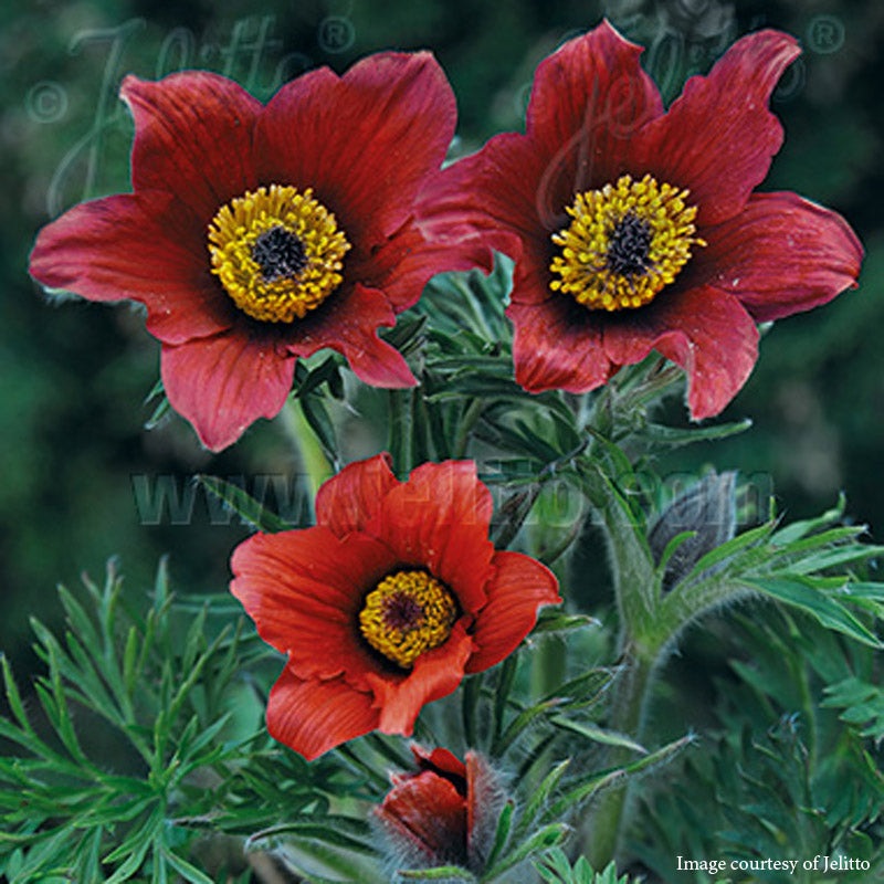 Pulsatilla ‘Red Bells’ Pasque Flower