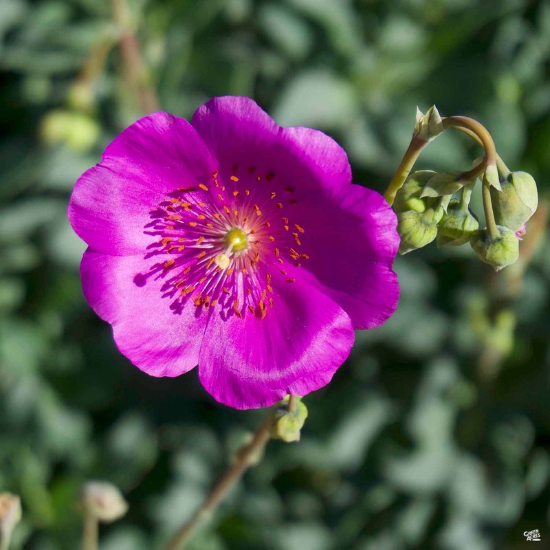 Rock Purslane|4″