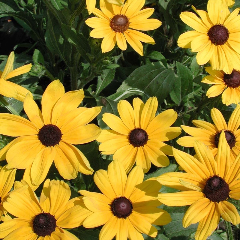 Rudbeckia hirta ‘Indian Summer’ Gloriosa Daisy