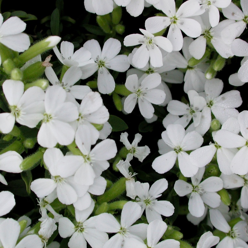 Saponaria ocymoides ‘Snow Tip’ Soapwort
