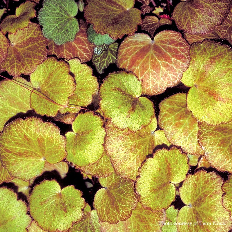 Saxifraga stolonifera ‘Harvest Moon’ Strawberry Geranium