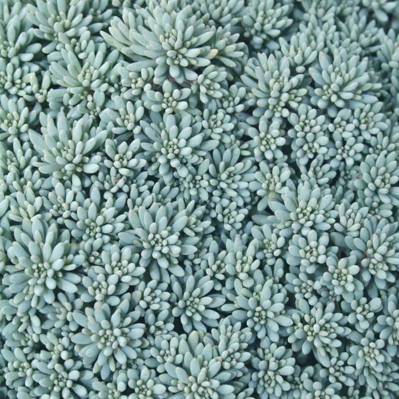 Sedum ‘Blue Carpet’ Stonecrop|1 Quart