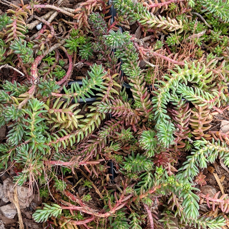 Sedum ochroleucum ‘Red Wiggle’ Stonecrop