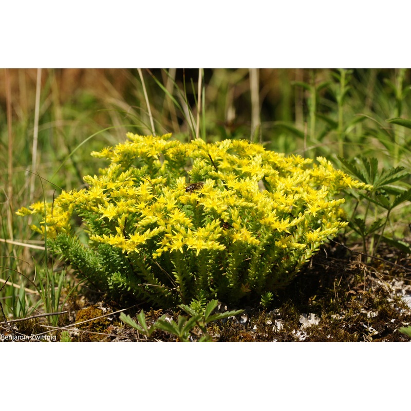 Sedum sexangulare Stonecrop|1 quart