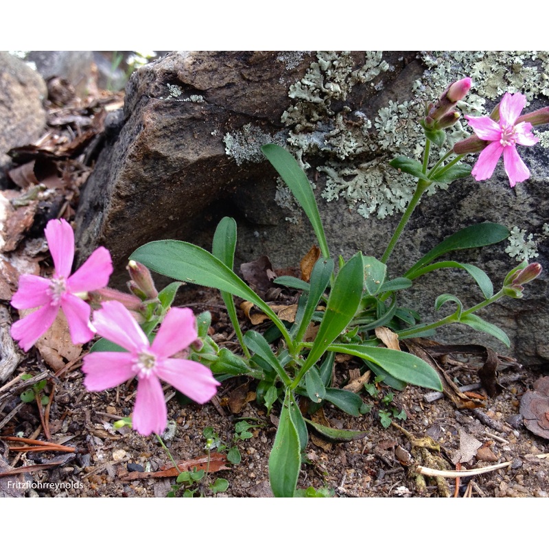 Silene caroliniana Catchfly|1 quart