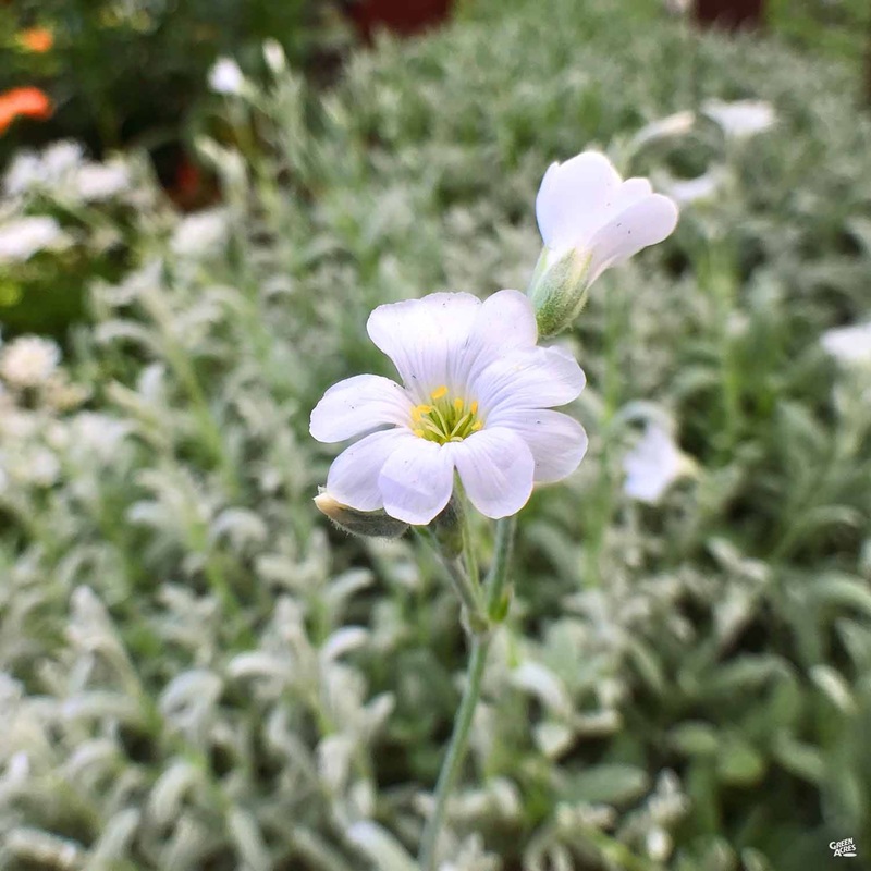 Snow In Summer|1 gal